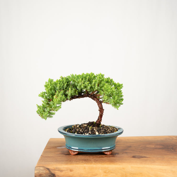 Japanese Juniper-Simply Bonsai-[Bonsai NZ]-[Buy bonsai NZ]-[Bonsai Tree NZ]-Simply Bonsai NZ