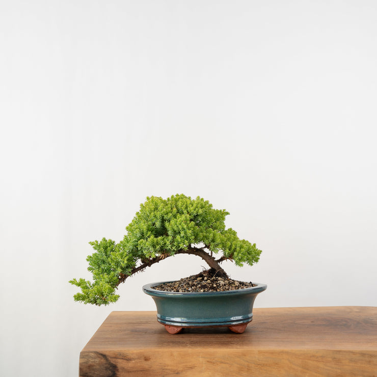 Japanese Juniper-Simply Bonsai-[Bonsai NZ]-[Buy bonsai NZ]-[Bonsai Tree NZ]-Simply Bonsai NZ