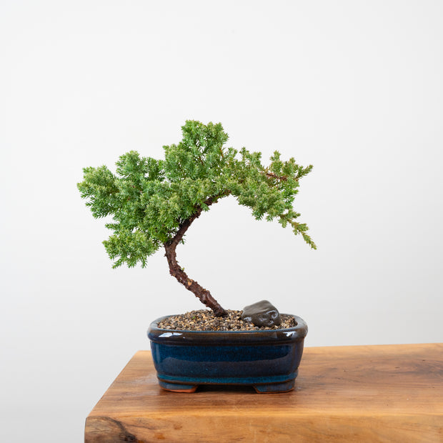 Japanese Juniper-Simply Bonsai-[Bonsai NZ]-[Buy bonsai NZ]-[Bonsai Tree NZ]-Simply Bonsai NZ