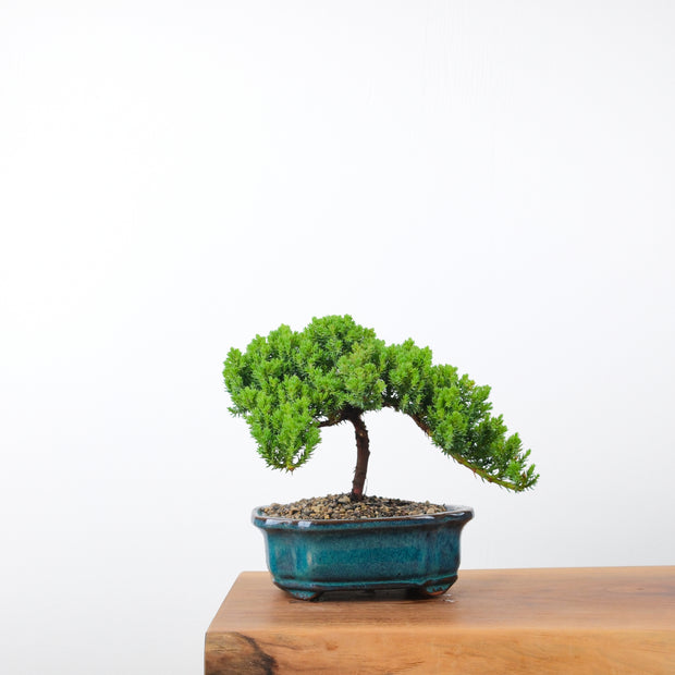Japanese Juniper-Simply Bonsai-[Bonsai NZ]-[Buy bonsai NZ]-[Bonsai Tree NZ]-Simply Bonsai NZ