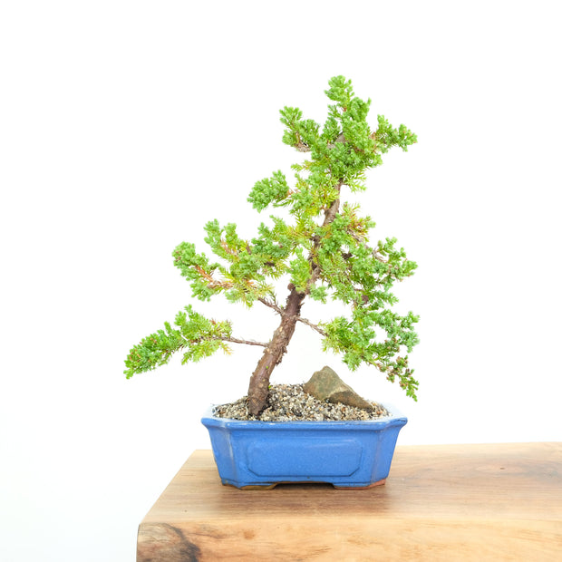 Japanese Juniper-Simply Bonsai-[Bonsai NZ]-[Buy bonsai NZ]-[Bonsai Tree NZ]-Simply Bonsai NZ