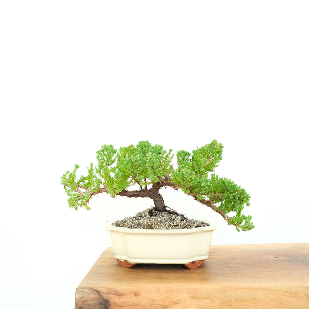 Japanese Juniper-Simply Bonsai-[Bonsai NZ]-[Buy bonsai NZ]-[Bonsai Tree NZ]-Simply Bonsai NZ