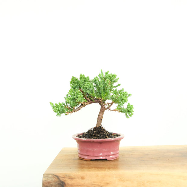 Japanese Juniper-Simply Bonsai-[Bonsai NZ]-[Buy bonsai NZ]-[Bonsai Tree NZ]-Simply Bonsai NZ