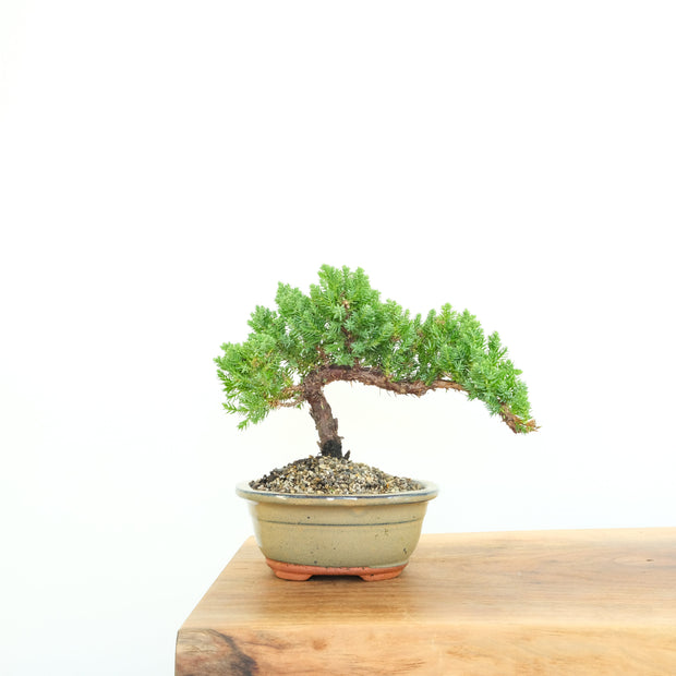 Japanese Juniper-Simply Bonsai-[Bonsai NZ]-[Buy bonsai NZ]-[Bonsai Tree NZ]-Simply Bonsai NZ