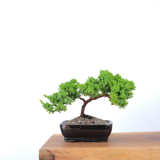 Japanese Juniper-Simply Bonsai-[Bonsai NZ]-[Buy bonsai NZ]-[Bonsai Tree NZ]-Simply Bonsai NZ
