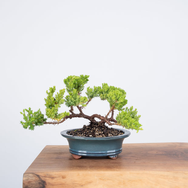 Japanese Juniper-Simply Bonsai-[Bonsai NZ]-[Buy bonsai NZ]-[Bonsai Tree NZ]-Simply Bonsai NZ