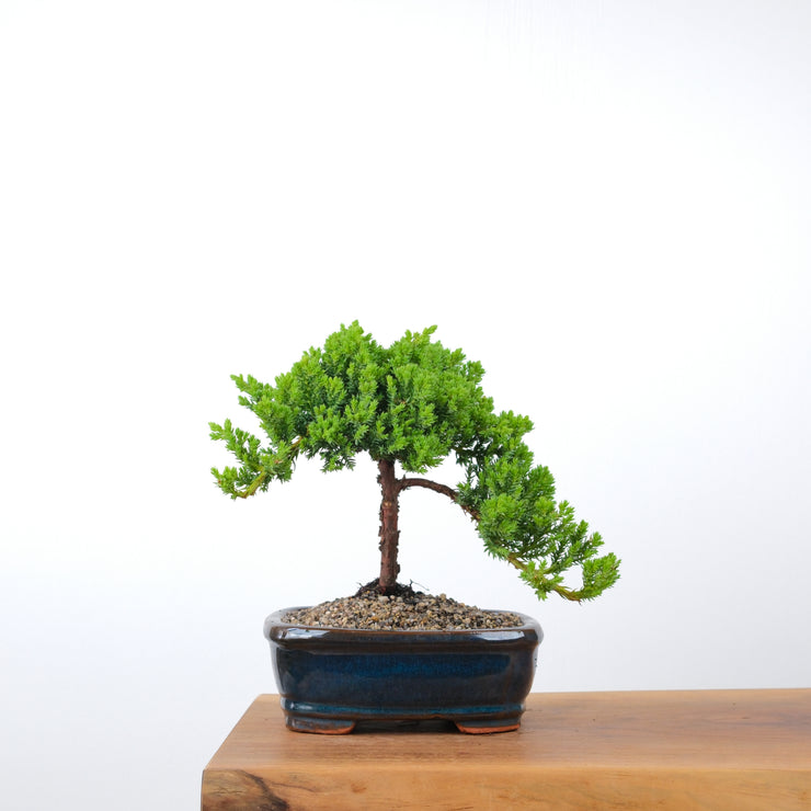 Japanese Juniper-Simply Bonsai-[Bonsai NZ]-[Buy bonsai NZ]-[Bonsai Tree NZ]-Simply Bonsai NZ