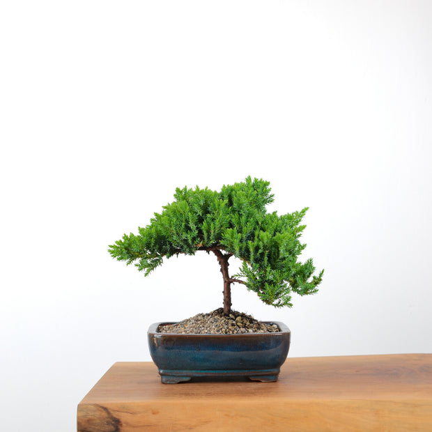 Japanese Juniper-Simply Bonsai-[Bonsai NZ]-[Buy bonsai NZ]-[Bonsai Tree NZ]-Simply Bonsai NZ
