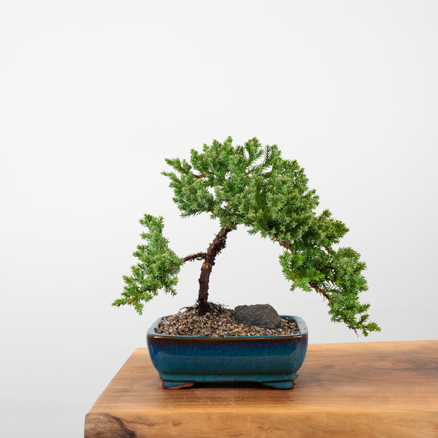 Japanese Juniper-Simply Bonsai-[Bonsai NZ]-[Buy bonsai NZ]-[Bonsai Tree NZ]-Simply Bonsai NZ