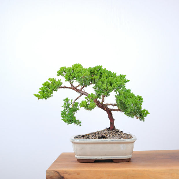 Japanese Juniper-Simply Bonsai-[Bonsai NZ]-[Buy bonsai NZ]-[Bonsai Tree NZ]-Simply Bonsai NZ