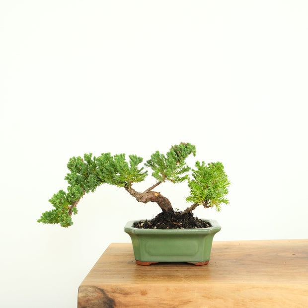 Japanese Juniper-Simply Bonsai-[Bonsai NZ]-[Buy bonsai NZ]-[Bonsai Tree NZ]-Simply Bonsai NZ