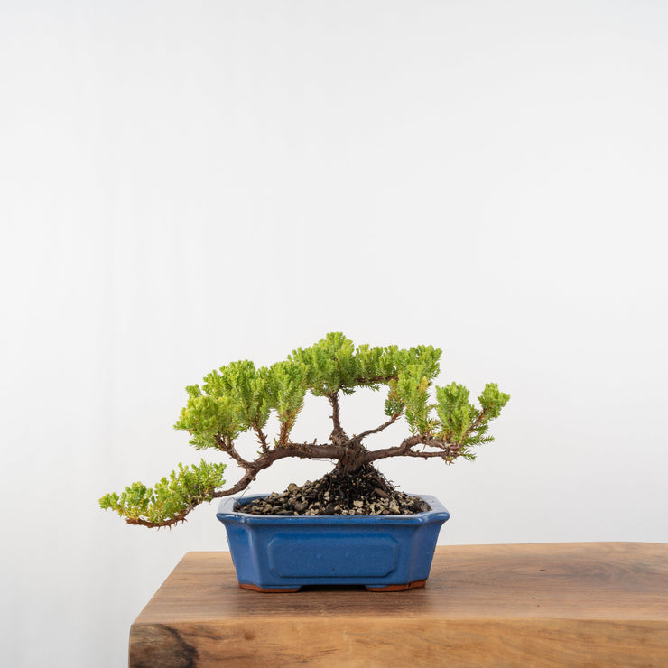 Japanese Juniper-Simply Bonsai-[Bonsai NZ]-[Buy bonsai NZ]-[Bonsai Tree NZ]-Simply Bonsai NZ