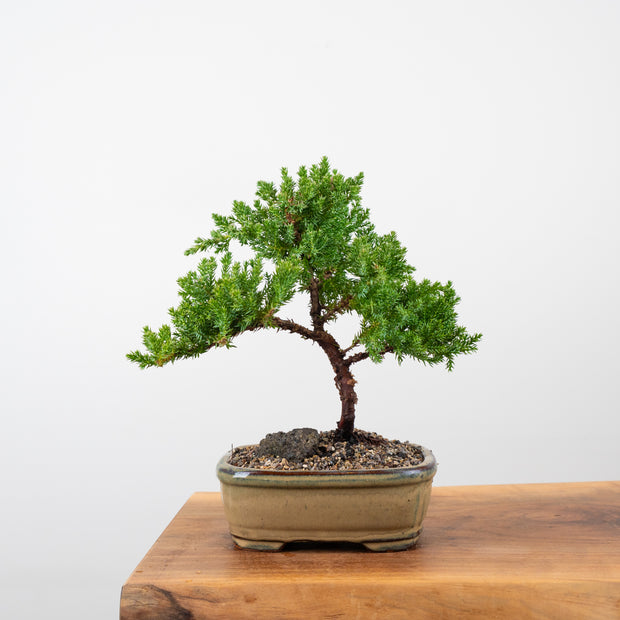 Japanese Juniper-Simply Bonsai-[Bonsai NZ]-[Buy bonsai NZ]-[Bonsai Tree NZ]-Simply Bonsai NZ