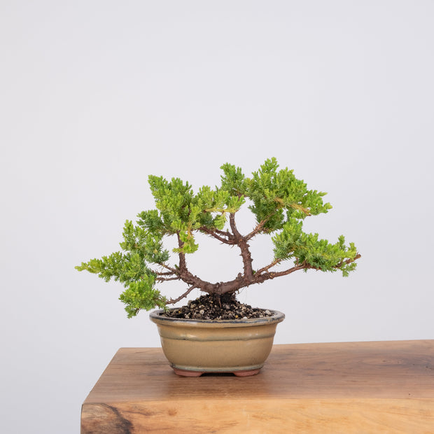 Japanese Juniper-Simply Bonsai-[Bonsai NZ]-[Buy bonsai NZ]-[Bonsai Tree NZ]-Simply Bonsai NZ