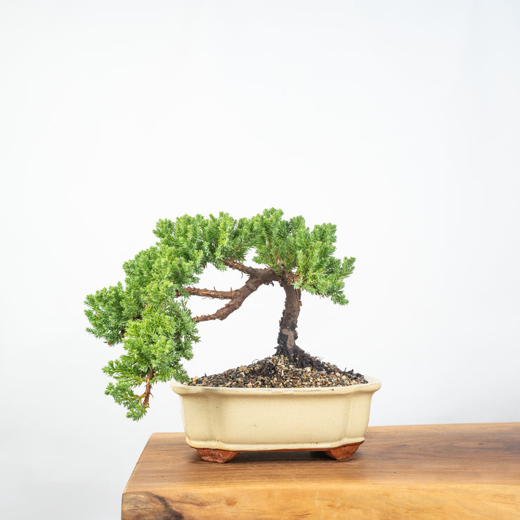 Japanese Juniper-Simply Bonsai-[Bonsai NZ]-[Buy bonsai NZ]-[Bonsai Tree NZ]-Simply Bonsai NZ