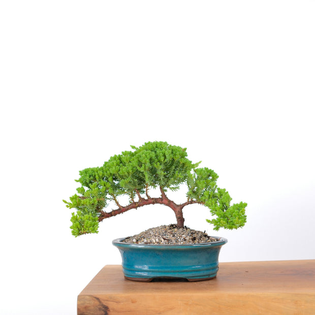Japanese Juniper-Simply Bonsai-[Bonsai NZ]-[Buy bonsai NZ]-[Bonsai Tree NZ]-Simply Bonsai NZ