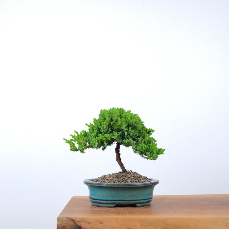 Japanese Juniper-Simply Bonsai-[Bonsai NZ]-[Buy bonsai NZ]-[Bonsai Tree NZ]-Simply Bonsai NZ