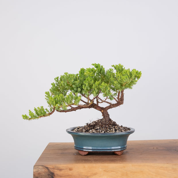 Japanese Juniper-Simply Bonsai-[Bonsai NZ]-[Buy bonsai NZ]-[Bonsai Tree NZ]-Simply Bonsai NZ