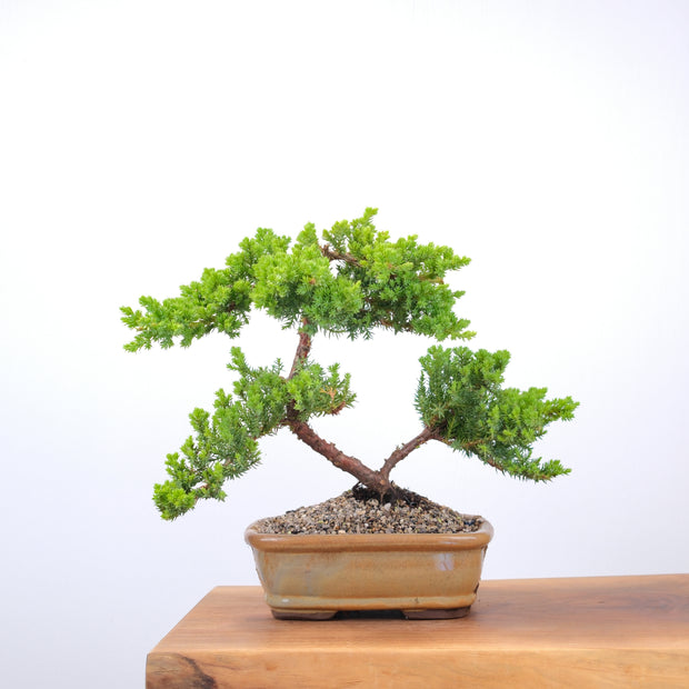 Japanese Juniper-Simply Bonsai-[Bonsai NZ]-[Buy bonsai NZ]-[Bonsai Tree NZ]-Simply Bonsai NZ