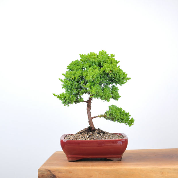 Japanese Juniper-Simply Bonsai-[Bonsai NZ]-[Buy bonsai NZ]-[Bonsai Tree NZ]-Simply Bonsai NZ