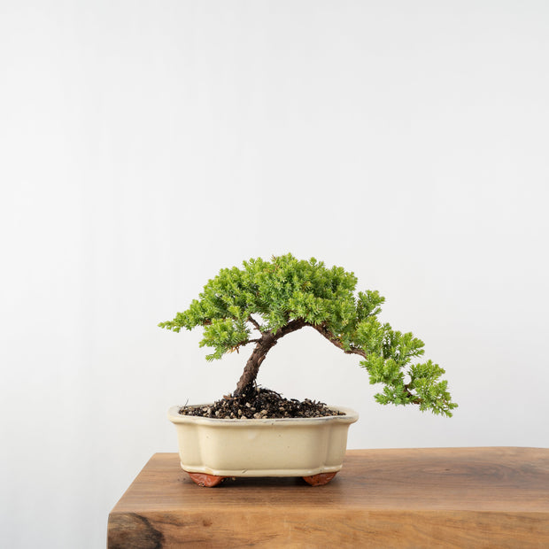 Japanese Juniper-Simply Bonsai-[Bonsai NZ]-[Buy bonsai NZ]-[Bonsai Tree NZ]-Simply Bonsai NZ