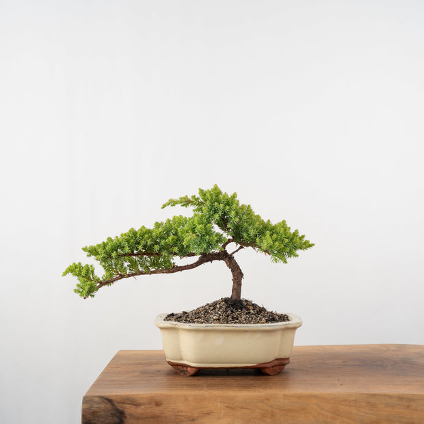 Japanese Juniper-Simply Bonsai-[Bonsai NZ]-[Buy bonsai NZ]-[Bonsai Tree NZ]-Simply Bonsai NZ