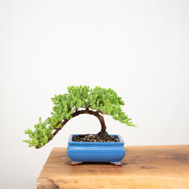 Japanese Juniper-Simply Bonsai-[Bonsai NZ]-[Buy bonsai NZ]-[Bonsai Tree NZ]-Simply Bonsai NZ