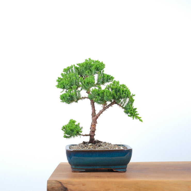 Japanese Juniper-Simply Bonsai-[Bonsai NZ]-[Buy bonsai NZ]-[Bonsai Tree NZ]-Simply Bonsai NZ