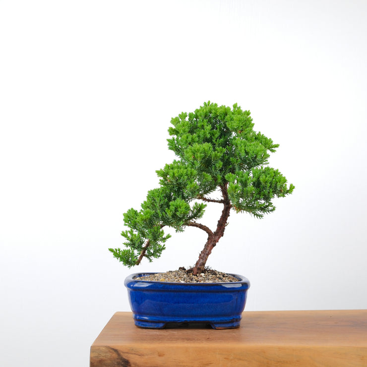 Japanese Juniper-Simply Bonsai-[Bonsai NZ]-[Buy bonsai NZ]-[Bonsai Tree NZ]-Simply Bonsai NZ