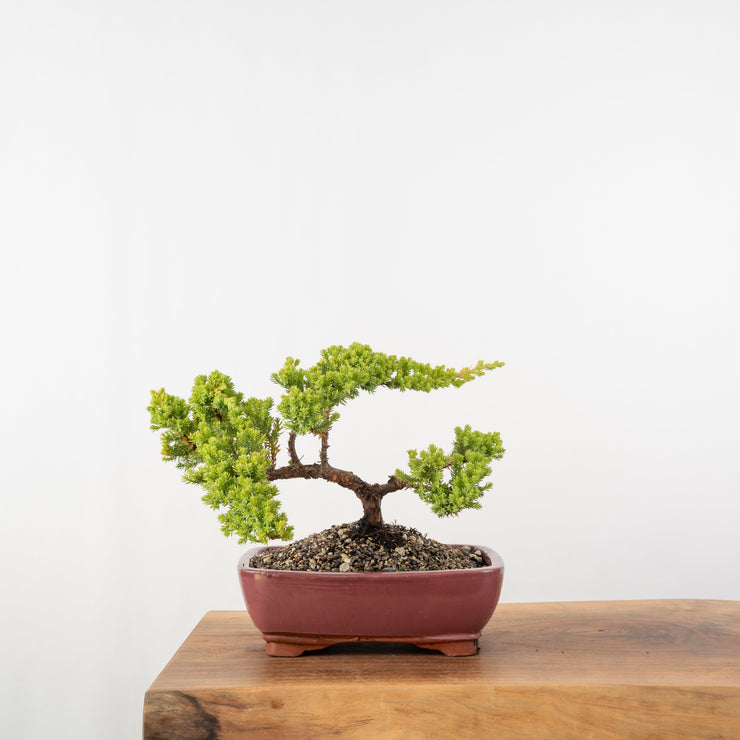 Japanese Juniper-Simply Bonsai-[Bonsai NZ]-[Buy bonsai NZ]-[Bonsai Tree NZ]-Simply Bonsai NZ