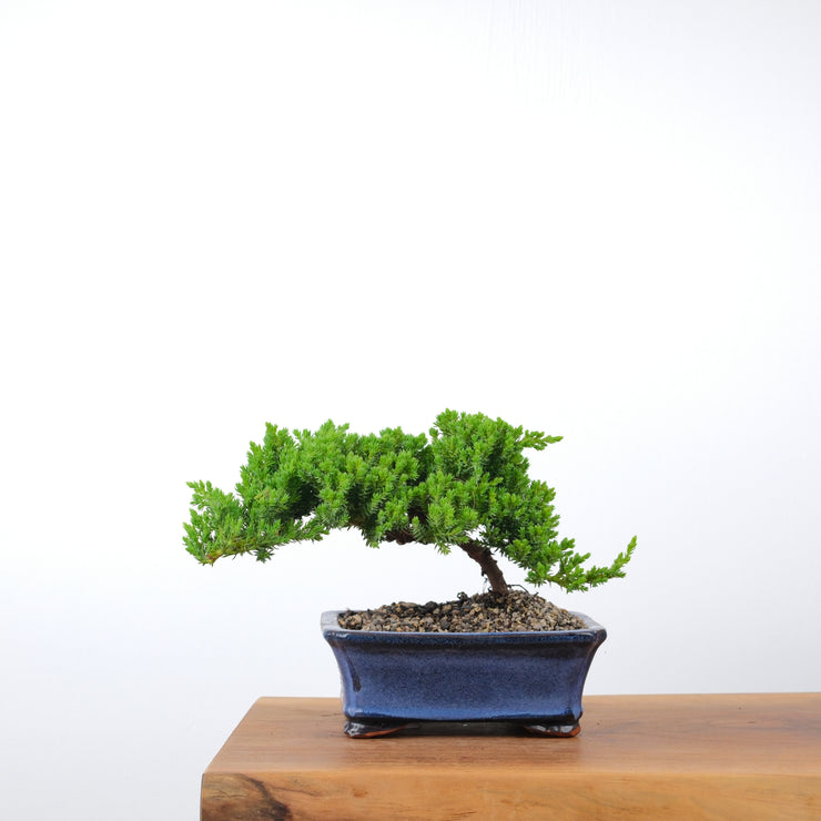 Japanese Juniper-Simply Bonsai-[Bonsai NZ]-[Buy bonsai NZ]-[Bonsai Tree NZ]-Simply Bonsai NZ