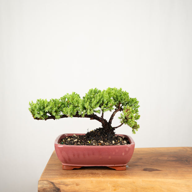 Japanese Juniper-Simply Bonsai-[Bonsai NZ]-[Buy bonsai NZ]-[Bonsai Tree NZ]-Simply Bonsai NZ