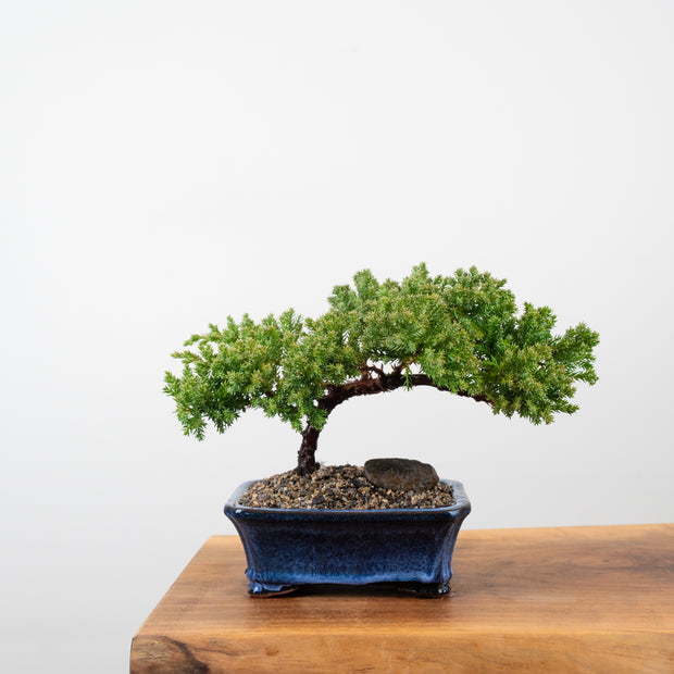 Japanese Juniper-Simply Bonsai-[Bonsai NZ]-[Buy bonsai NZ]-[Bonsai Tree NZ]-Simply Bonsai NZ