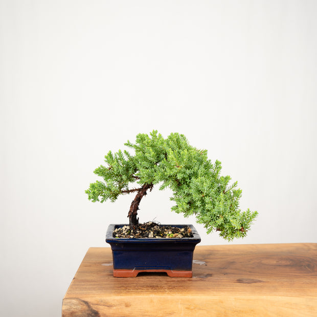 Japanese Juniper-Simply Bonsai-[Bonsai NZ]-[Buy bonsai NZ]-[Bonsai Tree NZ]-Simply Bonsai NZ