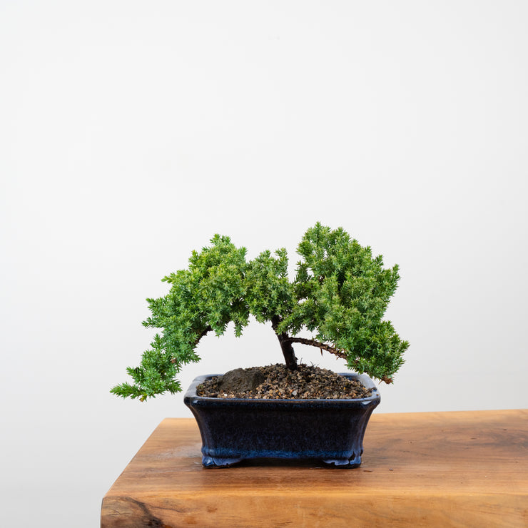 Japanese Juniper-Simply Bonsai-[Bonsai NZ]-[Buy bonsai NZ]-[Bonsai Tree NZ]-Simply Bonsai NZ