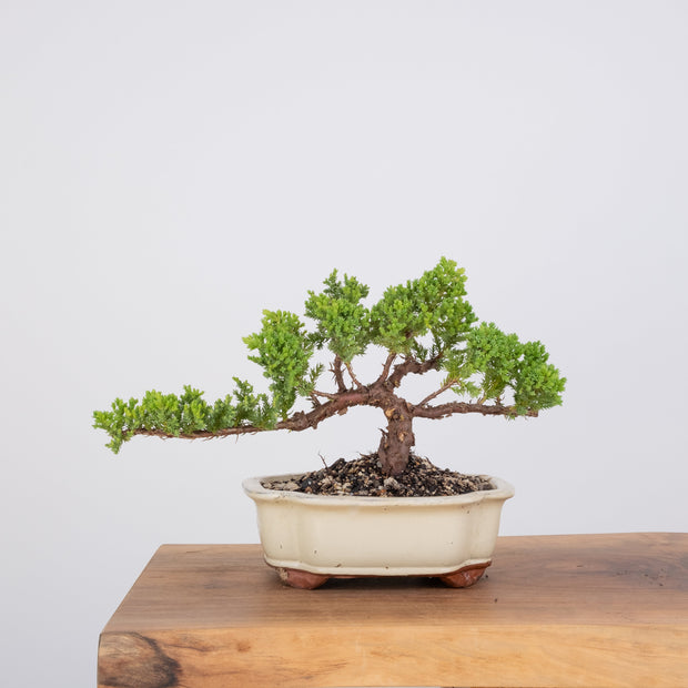 Japanese Juniper-Simply Bonsai-[Bonsai NZ]-[Buy bonsai NZ]-[Bonsai Tree NZ]-Simply Bonsai NZ