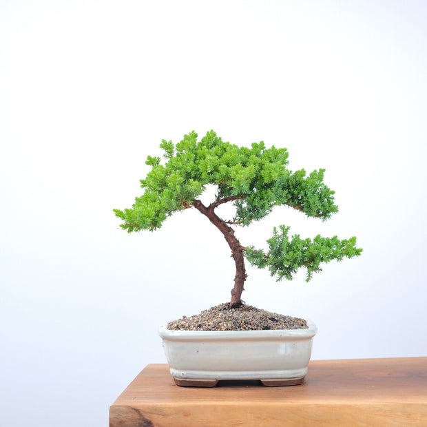 Japanese Juniper-Simply Bonsai-[Bonsai NZ]-[Buy bonsai NZ]-[Bonsai Tree NZ]-Simply Bonsai NZ