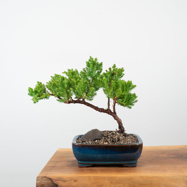 Japanese Juniper-Simply Bonsai-[Bonsai NZ]-[Buy bonsai NZ]-[Bonsai Tree NZ]-Simply Bonsai NZ