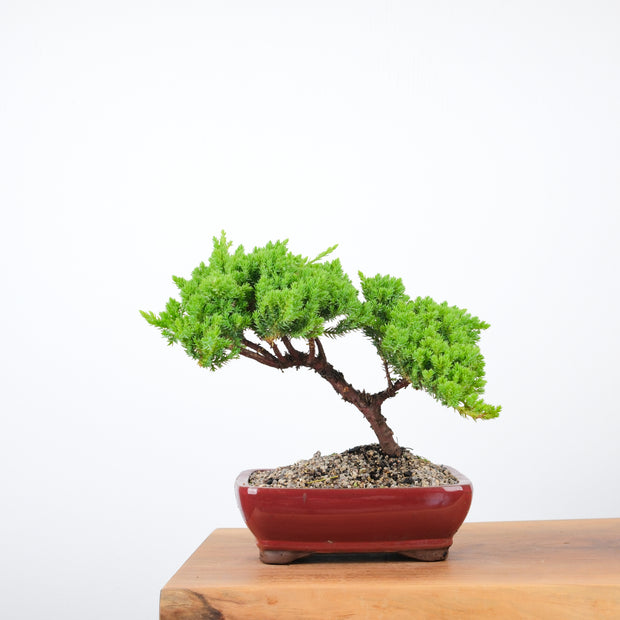 Japanese Juniper-Simply Bonsai-[Bonsai NZ]-[Buy bonsai NZ]-[Bonsai Tree NZ]-Simply Bonsai NZ