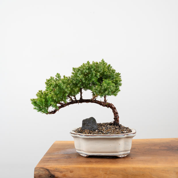 Japanese Juniper-Simply Bonsai-[Bonsai NZ]-[Buy bonsai NZ]-[Bonsai Tree NZ]-Simply Bonsai NZ