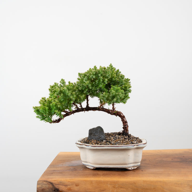 Japanese Juniper-Simply Bonsai-[Bonsai NZ]-[Buy bonsai NZ]-[Bonsai Tree NZ]-Simply Bonsai NZ