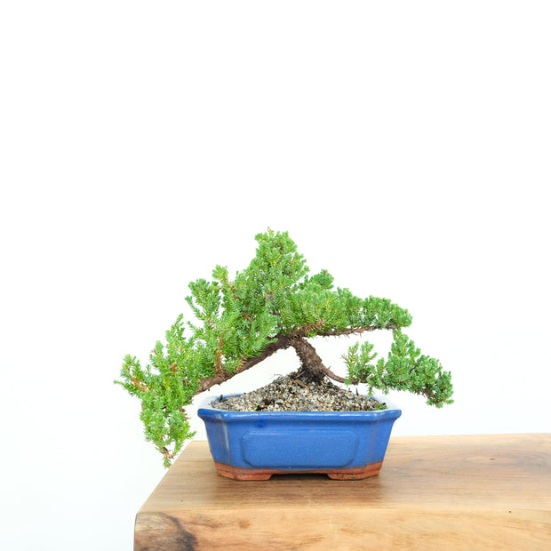 Japanese Juniper-Simply Bonsai-[Bonsai NZ]-[Buy bonsai NZ]-[Bonsai Tree NZ]-Simply Bonsai NZ