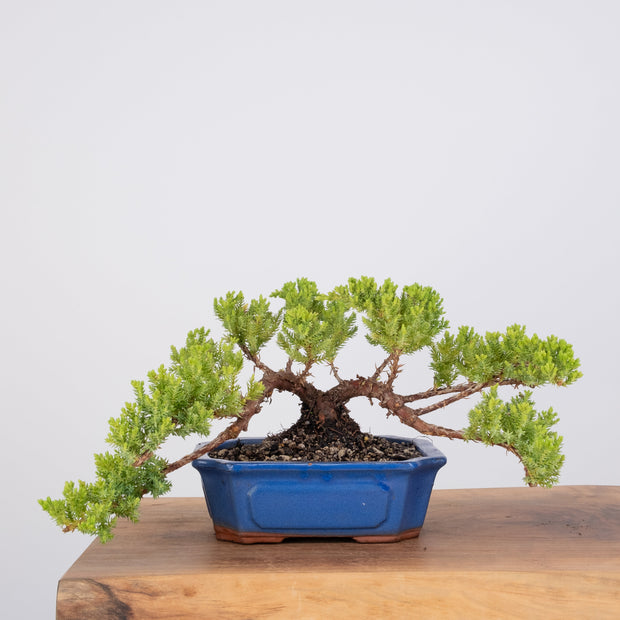 Japanese Juniper-Simply Bonsai-[Bonsai NZ]-[Buy bonsai NZ]-[Bonsai Tree NZ]-Simply Bonsai NZ