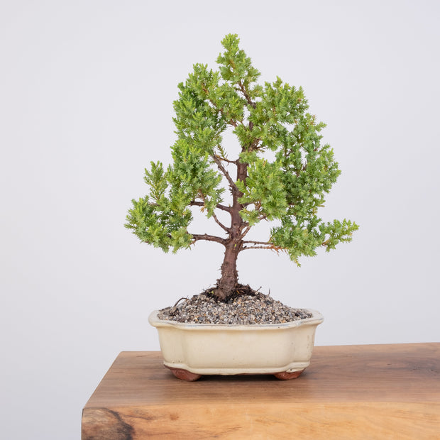 Japanese Juniper-Simply Bonsai-[Bonsai NZ]-[Buy bonsai NZ]-[Bonsai Tree NZ]-Simply Bonsai NZ