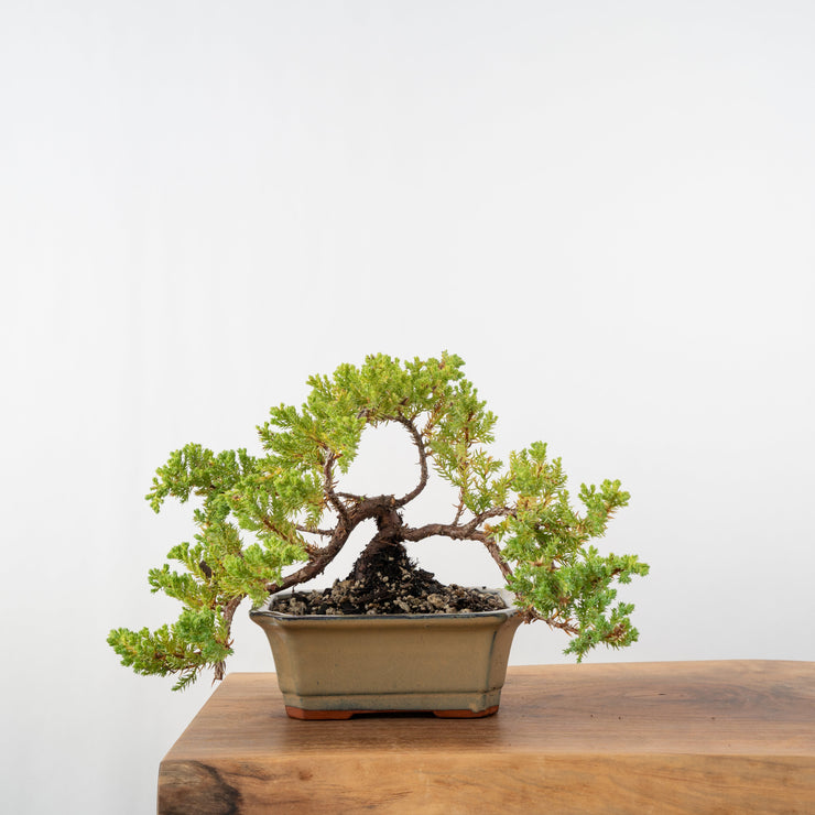 Japanese Juniper-Simply Bonsai-[Bonsai NZ]-[Buy bonsai NZ]-[Bonsai Tree NZ]-Simply Bonsai NZ