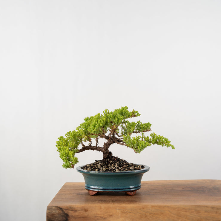 Japanese Juniper-Simply Bonsai-[Bonsai NZ]-[Buy bonsai NZ]-[Bonsai Tree NZ]-Simply Bonsai NZ