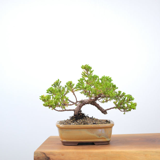 Japanese Juniper-Simply Bonsai-[Bonsai NZ]-[Buy bonsai NZ]-[Bonsai Tree NZ]-Simply Bonsai NZ