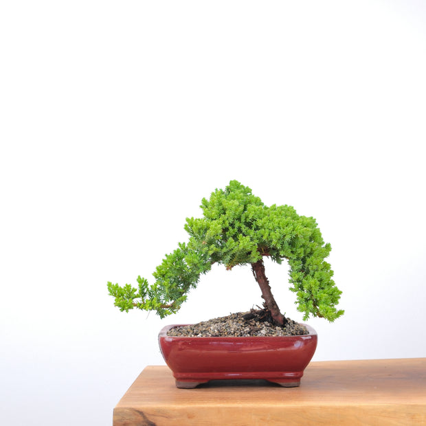 Japanese Juniper-Simply Bonsai-[Bonsai NZ]-[Buy bonsai NZ]-[Bonsai Tree NZ]-Simply Bonsai NZ
