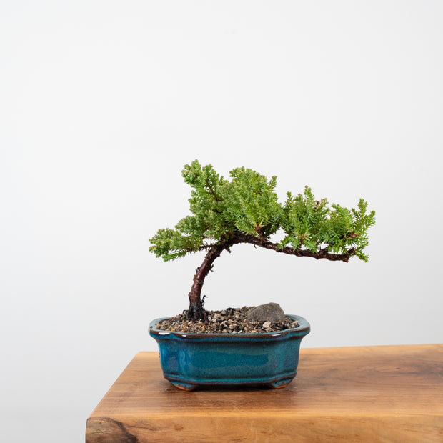 Japanese Juniper-Simply Bonsai-[Bonsai NZ]-[Buy bonsai NZ]-[Bonsai Tree NZ]-Simply Bonsai NZ