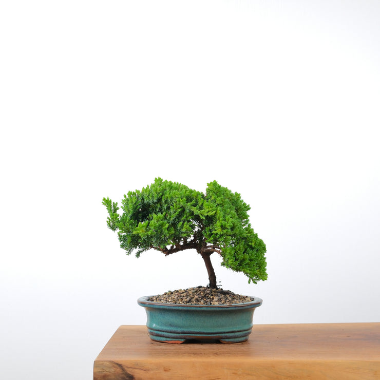 Japanese Juniper-Simply Bonsai-[Bonsai NZ]-[Buy bonsai NZ]-[Bonsai Tree NZ]-Simply Bonsai NZ